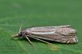 Crambus_lathoniellus_cl9111s