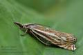 Crambus_lathoniellus_ct3503s