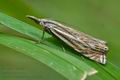 Crambus_lathoniellus_ct3522s