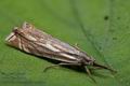 Crambus_lathoniellus_cu1429s