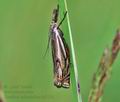 Crambus_lathoniellus_hz7154