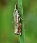 Crambus_lathoniellus_hz7161