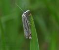 Crambus_lathoniellus_hz7162