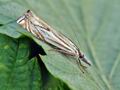 Crambus_lathoniellus_hz7419