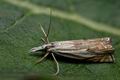 Crambus_lathoniellus_j7010s