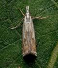 Crambus_lathoniellus_j7019s