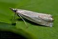 Crambus_lathoniellus_ja9145s