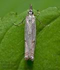 Crambus_lathoniellus_ja9180s