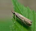 Crambus_lathoniellus_je6500s