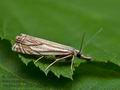 Crambus_lathoniellus_je6508s