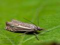 Crambus_lathoniellus_je7916s