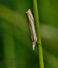 Crambus_pascuella_jd8349