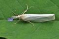 Crambus_perlella_bu1819