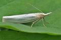 Crambus_perlella_bu1822