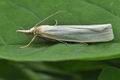 Crambus_perlella_bu1826