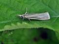 Crambus_perlella_bu6396