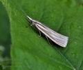 Crambus_perlella_bu6398