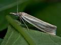 Crambus_perlella_cd3984s