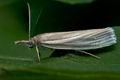 Crambus_perlella_cd4021s