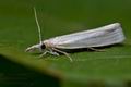 Crambus_perlella_cn1047s