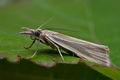 Crambus_perlella_cn1564s