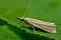 Crambus_perlella_cv3989s