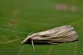 Crambus_perlella_cz5190s