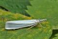 Crambus_perlella_hy0120