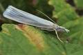 Crambus_perlella_hy1401