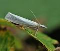 Crambus_perlella_hy1403