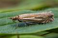 Crambus_pratella_cu4541s