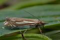 Crambus_pratella_cu4574s