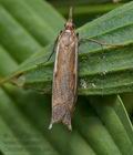 Crambus_pratella_cu4594s