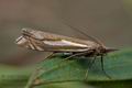 Crambus_pratella_cu4623s