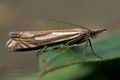 Crambus_pratella_cu4644s