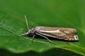 Crambus_pratella_ji7022s