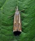 Crambus_pratella_ji7050s