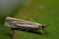Crambus_silvella_co1934s