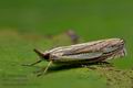 Crambus_silvella_co1953s