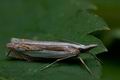 Crambus_uliginosellus_cl4850s