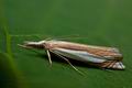 Crambus_uliginosellus_cu9177s