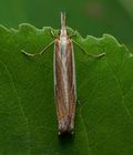 Crambus_uliginosellus_cu9198s