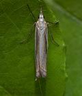 Crambus_uliginosellus_cv4242s