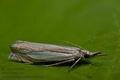 Crambus_uliginosellus_cv4245s