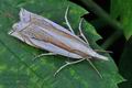 Crambus_uliginosellus_hz4154