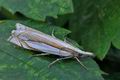 Crambus_uliginosellus_hz4165