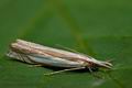 Crambus_uliginosellus_ja7814s