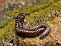 Craspedosoma_rawlinsii_bx2401s