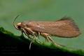 Crassa_unitella_cd4111s"