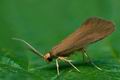 Crassa_unitella_ce3423s"